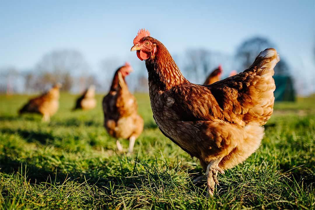poultry and environmental insurance