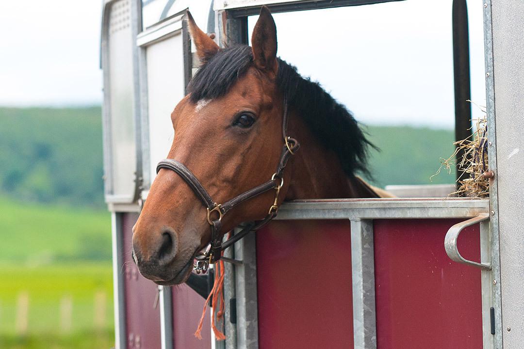 motorised horsebox insurance
